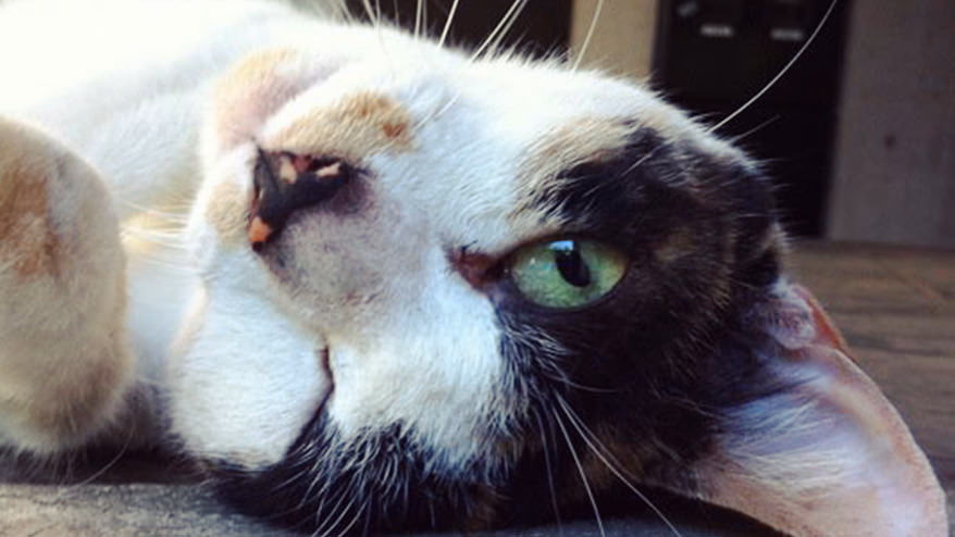 February 22nd is Cat Day ~ Introducing the first generation of company cats ~
