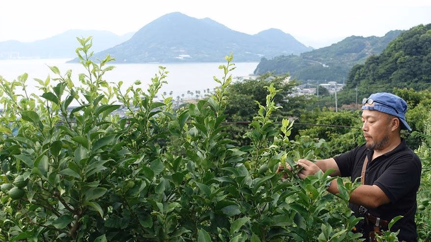 To know. To feel. To communicate.<br> We visited a lemon farm on Ikuchijima Island in the Seto Inland Sea.