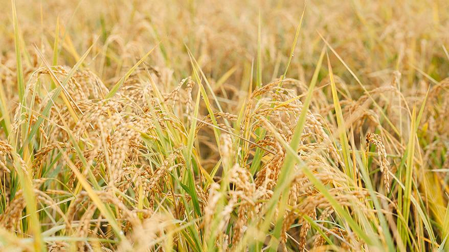 Is it possible to make "mono-sasusu rice"?<br> Rice cultivation by the Food Hub Project.