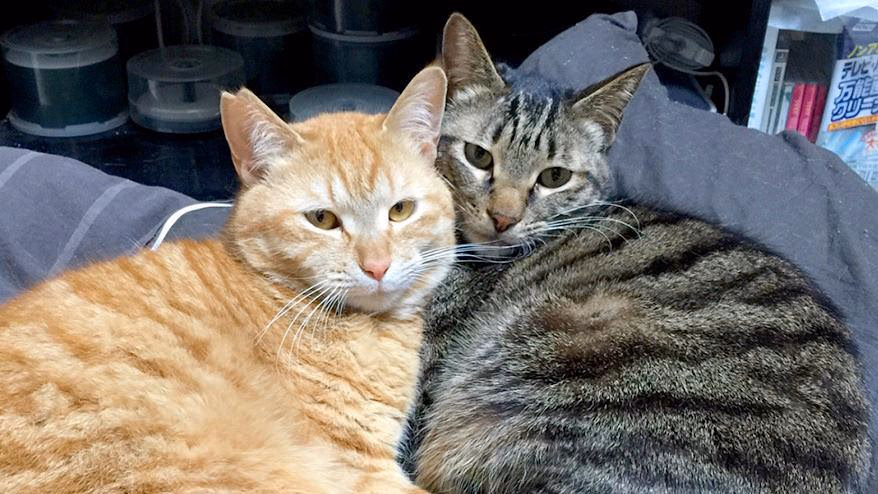 Where is that cat now? - The successive "second generation company cats" and their aftermath