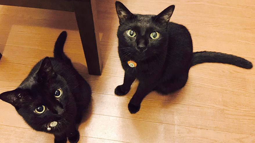 On Cat Day, I was showing off my cat.<br> Let's think seriously about cats for a moment.