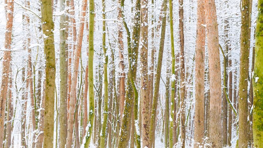 Warm your heart with music on cold winter days<br> <span>~Songs to listen to on a winter day, selected by Monosus members~<span></span>