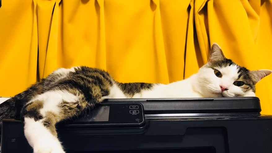 Cats' work ~Cats are working~