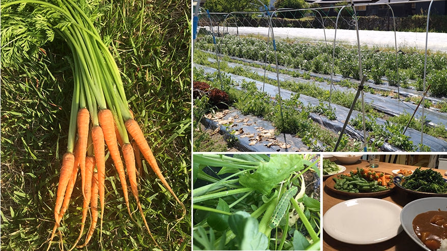 The intricacy of farming as seen from a carrot field and what lies beyond<br> <span>~ Food hub Project Experience Report Part 2 ~<span></span>