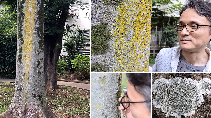 You may not notice, but I'm right by your side!<br> The world of lichens quietly spreads out close to home