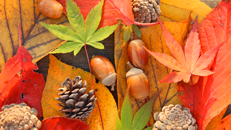"Monosasu Cinema" in the Fruitful Autumn