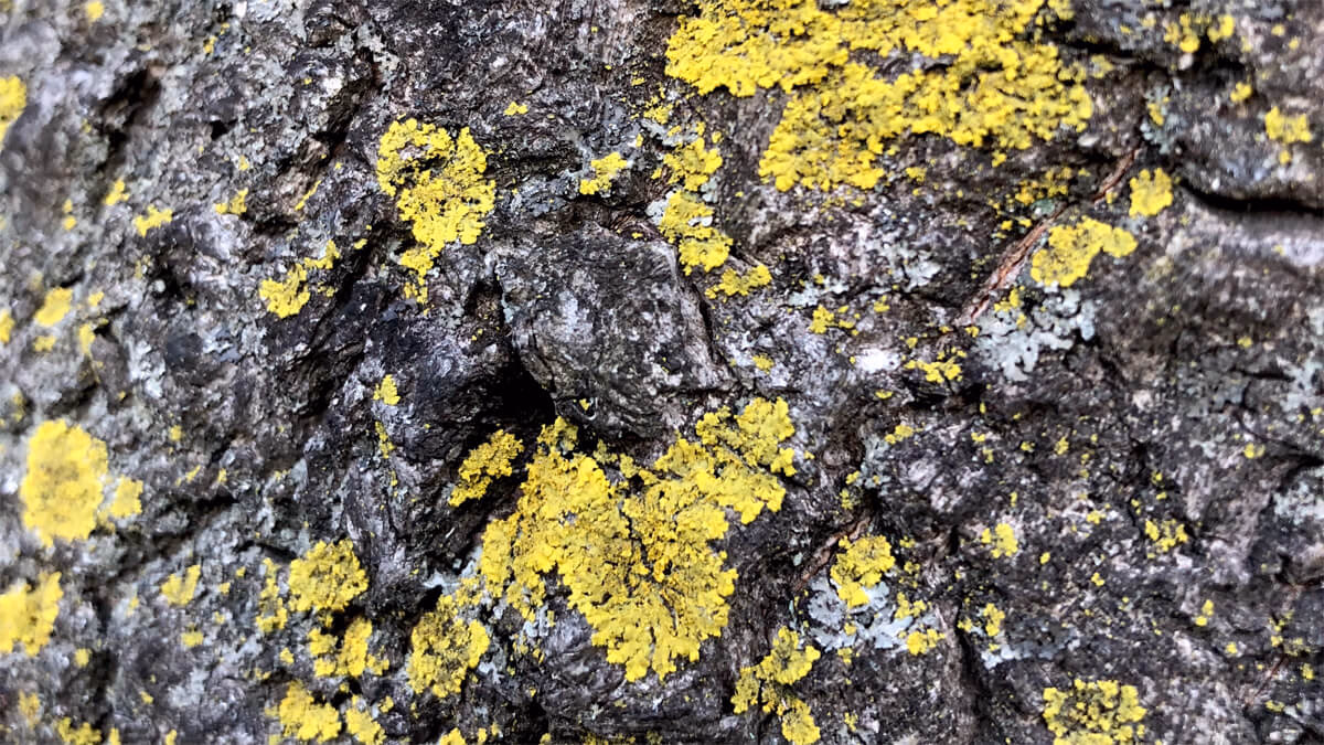 The yellow parts of the roadside trees are covered with candle moss.