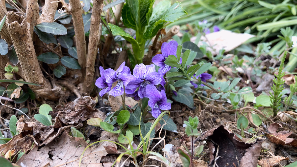 Actually, there are many kinds of violets