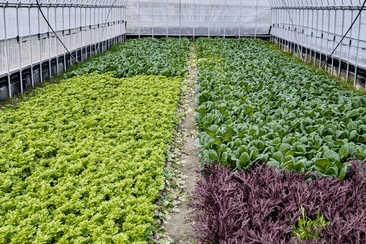 Leafy vegetables soon to be shipped