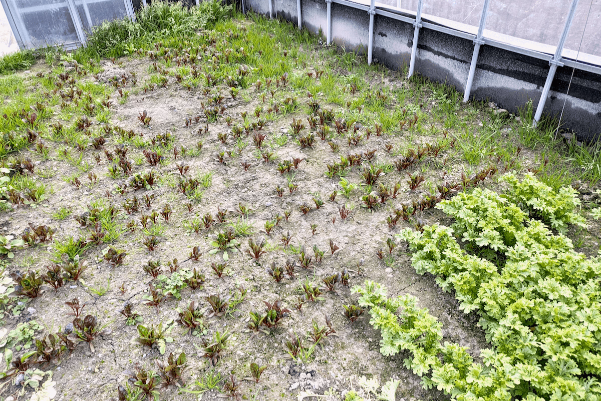 In other greenhouses, the timing is shifted to allow the leafy vegetables to mature a little longer.