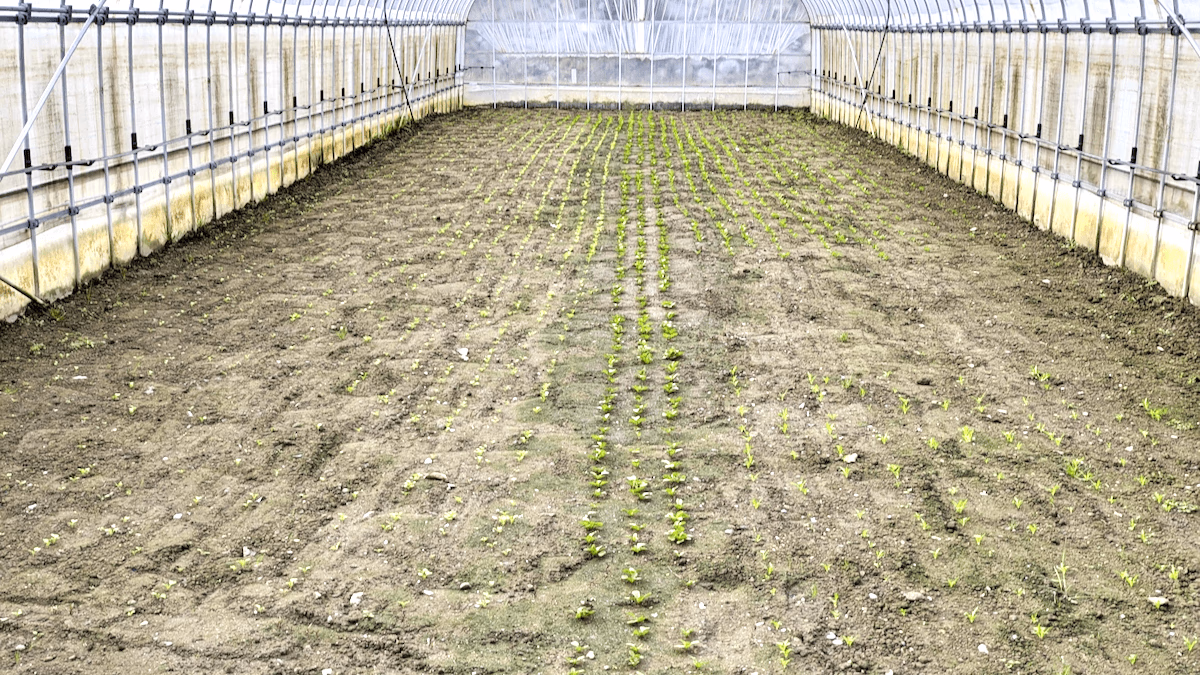 Sprouted leafy vegetables
