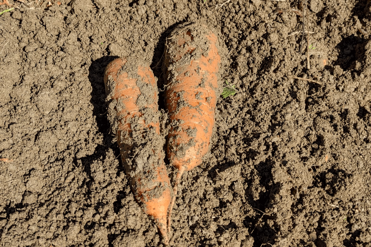 Carrots found in the fields of Oronono