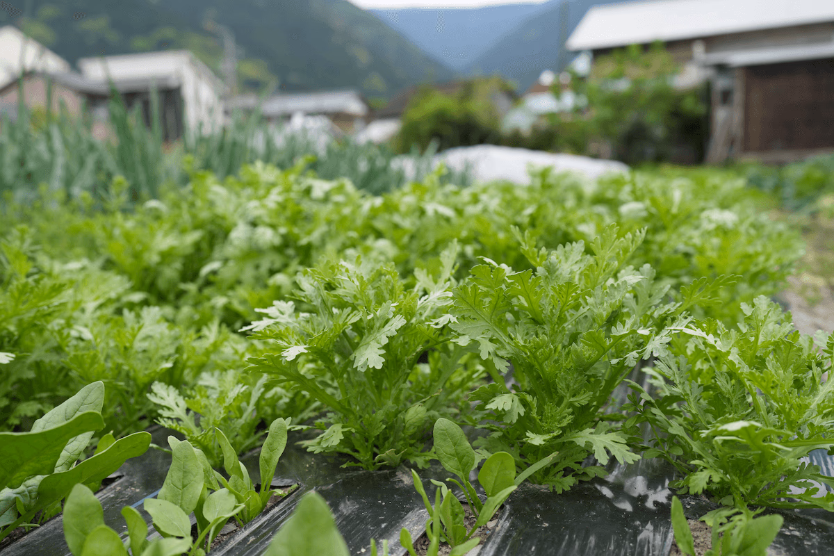 Vegetable Wisdom: Shungiku
