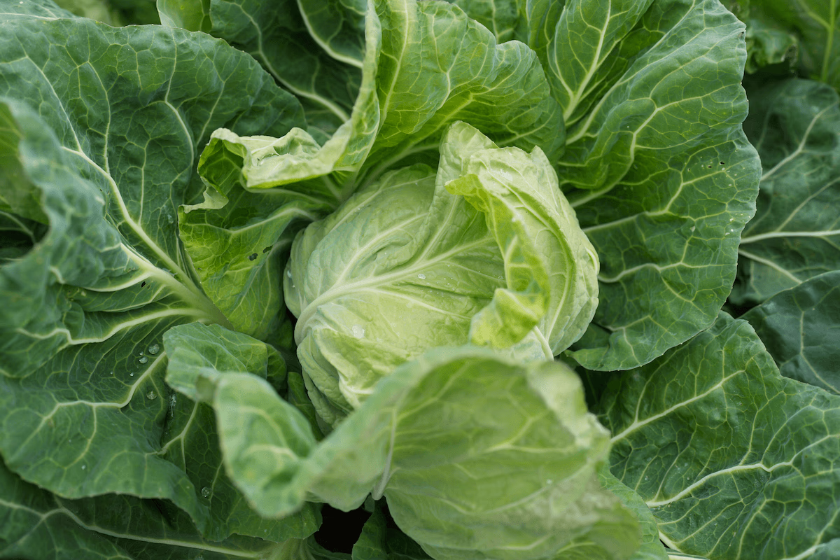 Cabbage of Vegetable Wisdom