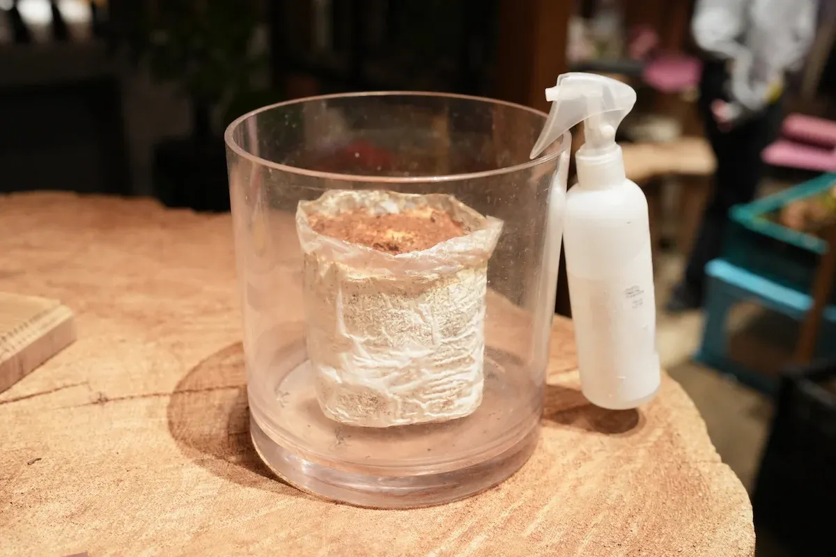 Photo of a cultivation kit in a clear vase.