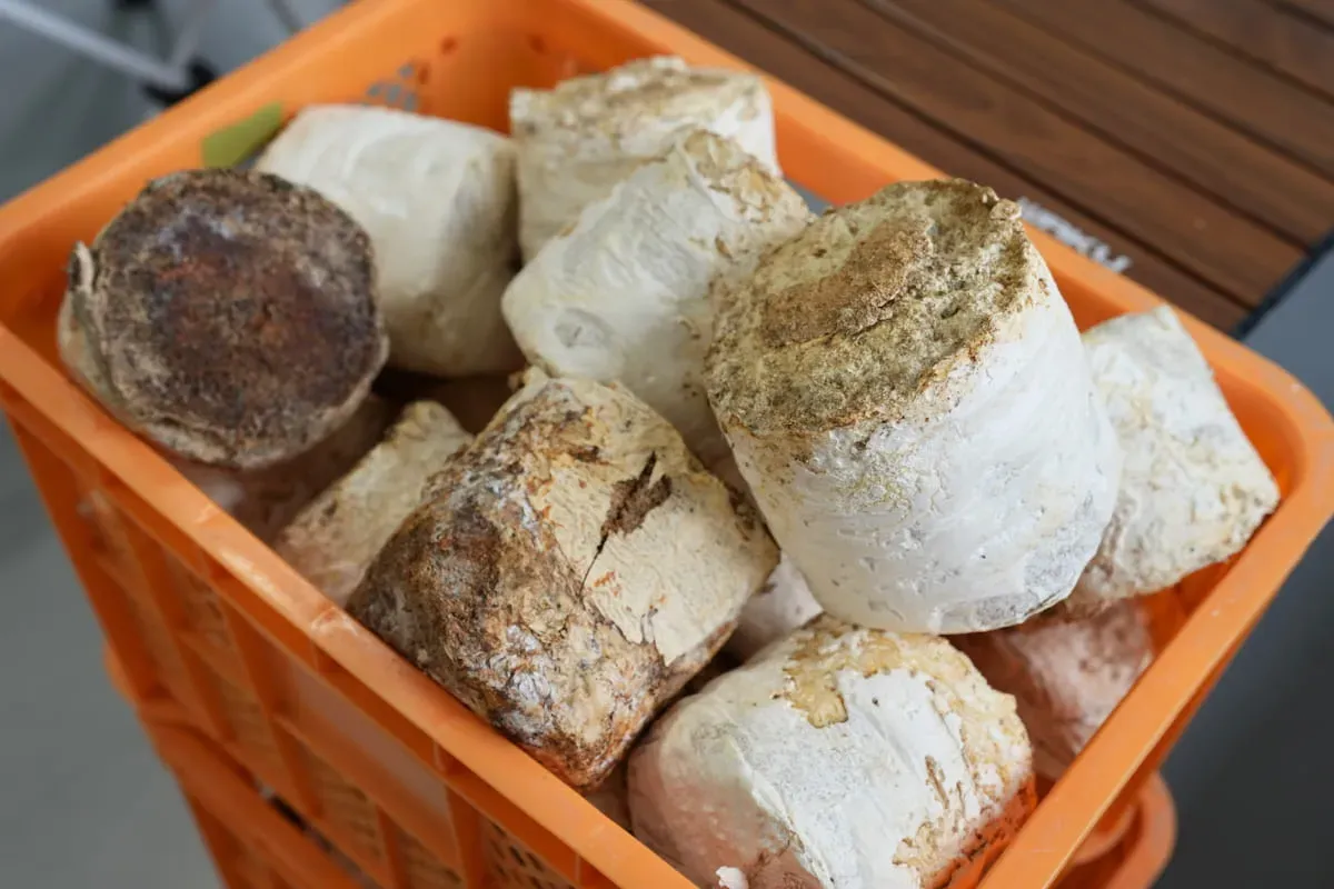 Photo of spent mushroom substrate