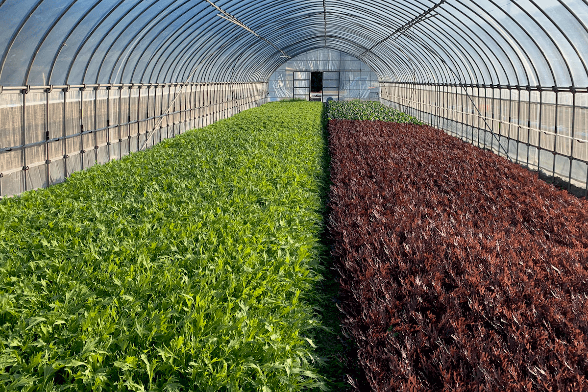 Leafy vegetables grown at Food Hub's Tsunagu Farm