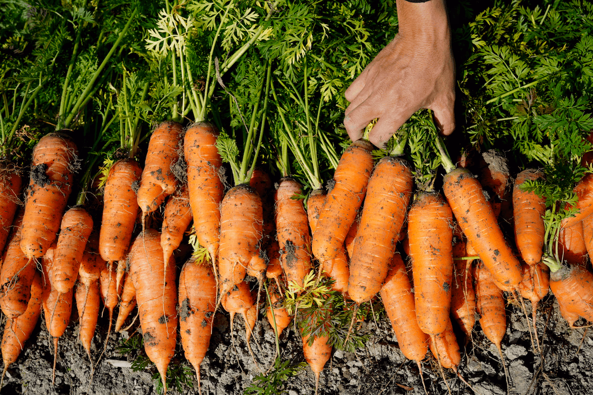 Carrots grown by Food Hub members
