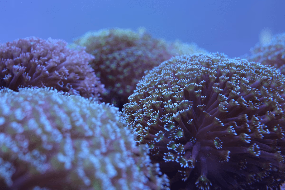 Bubble Coral