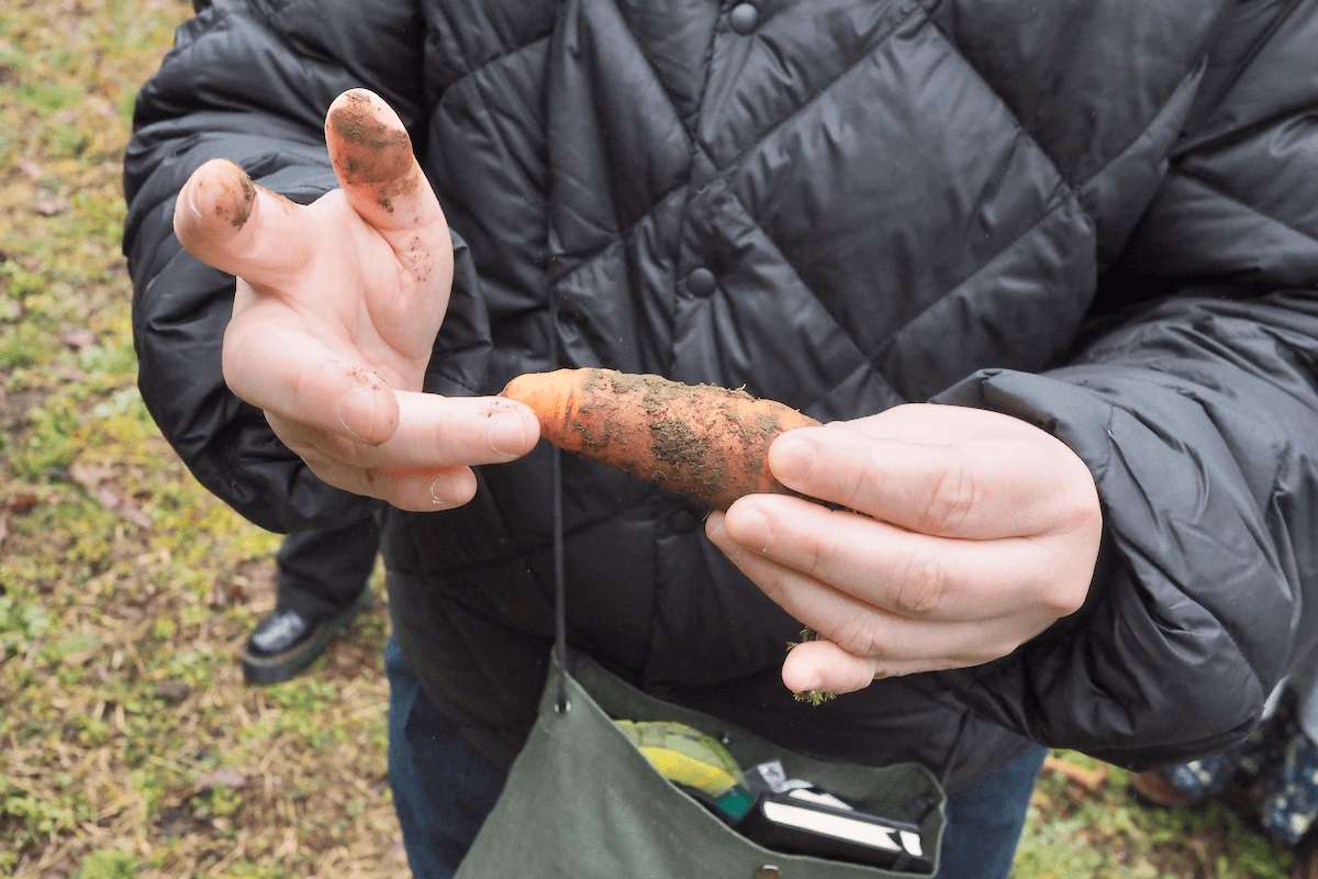 Carrots with dirt