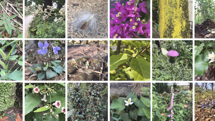 An illustrated guide to plants you'll see around town - Summer edition